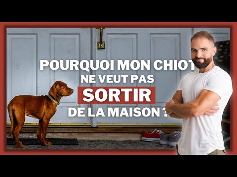 Vidéo: 20 chiens avec des emplois très importants