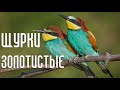 Золотистые щурки - неутомимые охотники на шмелей и пчёл (Птицы России) Фильм 87