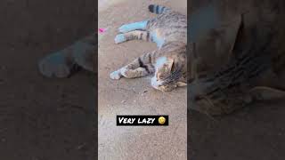 lazy cat   shortvideos duet news viralvideos new art animals cats pets pakistan afghan 1
