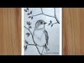 How to draw a Bird Scenery with pencil step by step, Pencil Drawing for beginners