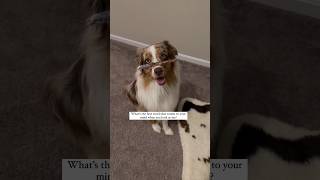 Australian shepherd hidden TALENT ✨ #shorts #aussie #dogs #dogtricks #dogvids #aussielife