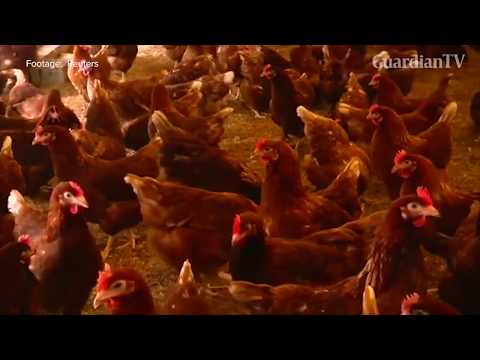 Chicken poo to energy