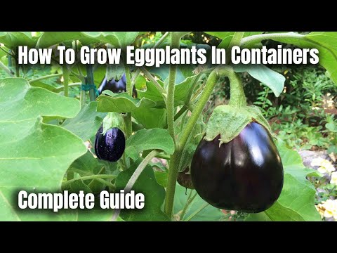 Video: What To Put In The Holes When Planting Eggplants? What To Put When Planting In The Ground And Greenhouse? How To Add Fertilizer? Do Eggplants Like Dung?