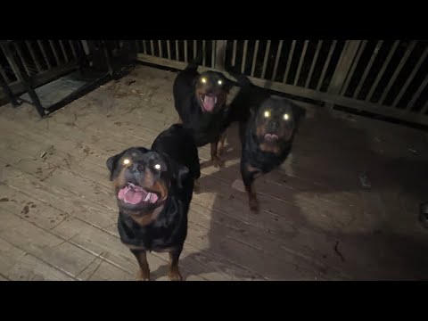 ROTTWEILERS: PLAYING FETCH AT NIGHT.. - YouTube
