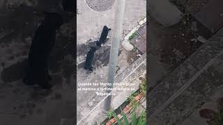 Vita Di Coppia Tra Gatta E Marito Non Mettere Il Dito Direi