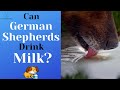 Can German Shepherds Drink Milk? Why Dogs &amp; Dairy Don&#39;t Mix