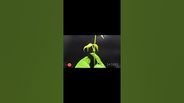 Growing Cranberry Bean Time Lapse - Seed To Pod in 42 Days
