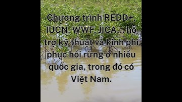 Nỗ Lực Bảo Tồn Và Phục Hồi Rừng Ngập Mặn  | Trở về Thế giới Động Vật
