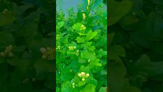 Magora is my beautiful plant. #Magora#viral#subscribe