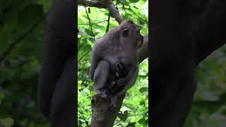 Long tailed Macaque Nursing (Macaca fascicularis) #monkeys #bali #primates
