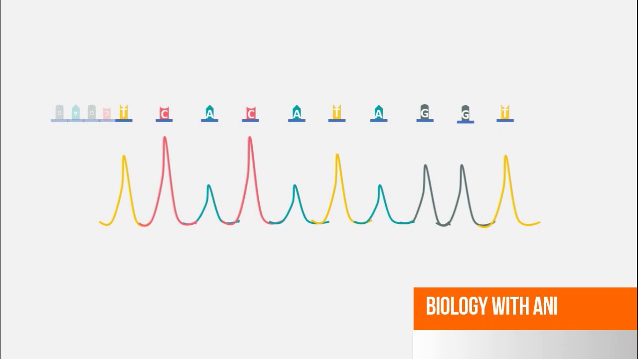 dna sequencing cartoon