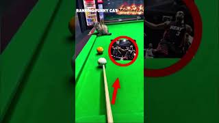 Funny Cat Clips #cat #catvideos #funny #pets #memes #cute #cats #funnycats #animals #kittens