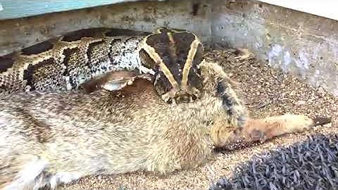 African Rock python tries to enter home..After eat rabbit..😲😲😲