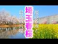 新名所誕生か!?鶴ヶ島の桜名所と穴場をめぐる旅/埼玉観光旅行vlog