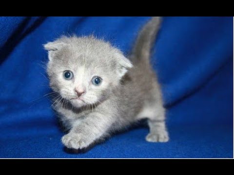 Top 10 Cutest Kittens Compilation 