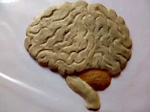 How to make a clay model Brain || Clay Modelling Human Brain || 5 minute craft for students