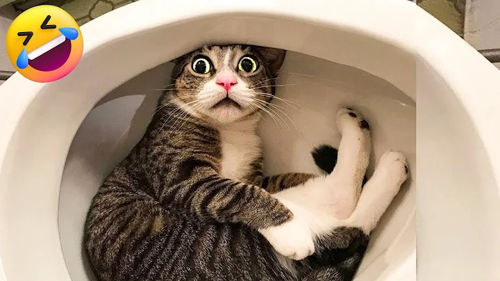 Watch the video about 😂 Funniest Cats Videos 😺🐶 🥰😹 Hilarious Animal Compilation