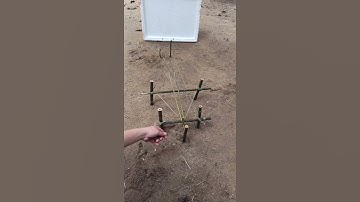 The ancients bamboo bow trap - #shorts - Woodworking DIY