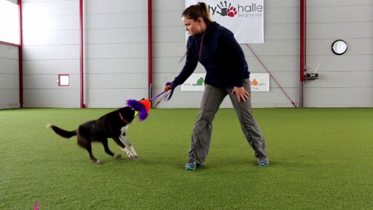 Die besten Trainingsspielzeuge für Hunde: Hundespielzeug zum Let's play: Dieses Hundespielzeug ist sinnvoll für Deinen