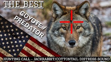 BEST COYOTE PREDATOR CALL! Distress Jackrabbit Cottontail Sound Hunting Shooting Free 1 Hour USA