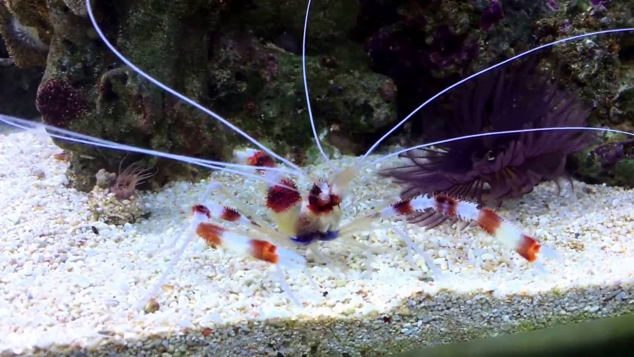 Coral Banded Shrimp YouTube
