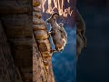 Mother Deer’s Impossible Climb with Her Baby Defying All Odds #wildlife #nature #animalrescue