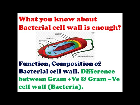 Do you know enough about Bacterial cell wall?¿Sabes lo suficiente sobre la pared celular bacteriana?