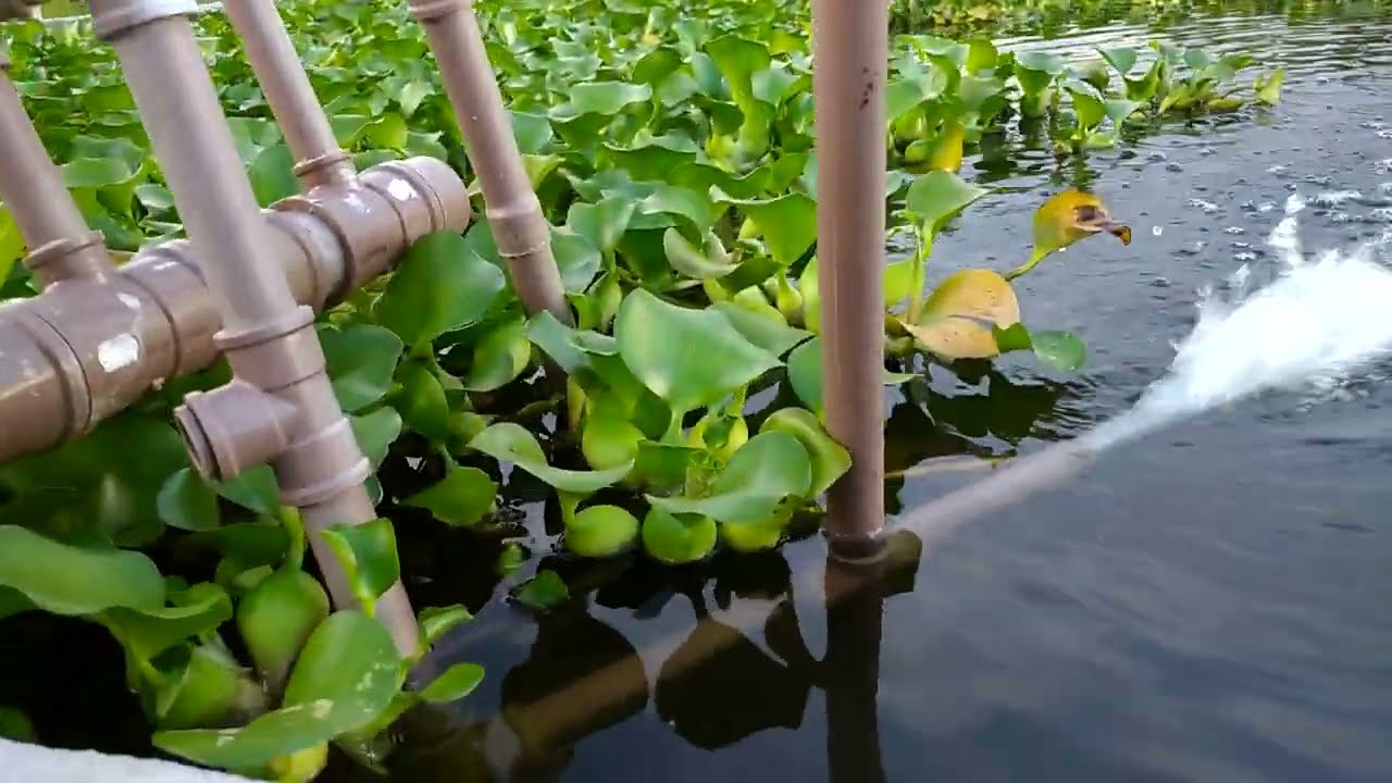 Águape nos tanque será que e bom ou não e oxigênio aumenta ou diminuí