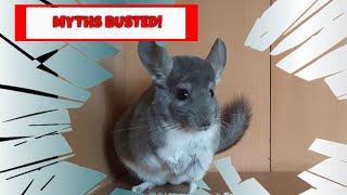 5 Myths About Chinchillas...busted!