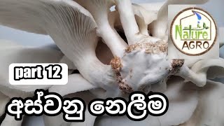 බිම්මල් වගාව | අස්වනු නෙලීම | mushroom cultivation | harvesting of mushroom | aswanu nelima