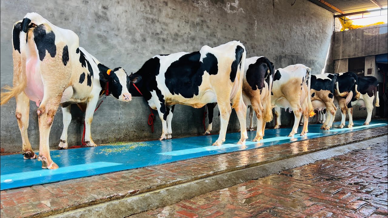 7 Top class cow for sale-7 