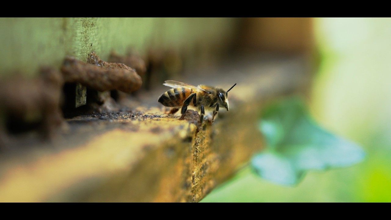 Les gardiennes du vivant