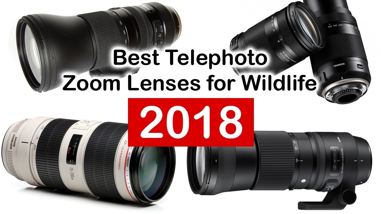 Best Telephoto Zoom Lens For Wildlife Photography 2018 YouTube best-telephoto-zoom-lens-for-wildlife-photography-2018-youtube