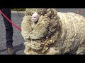 Famosa Oveja de 27 Kg de lana, que se escapó por 6 años y al regresar todo el mundo quedó asombrado