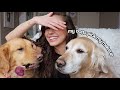 MY DOGS PICK MY MAKEUP!