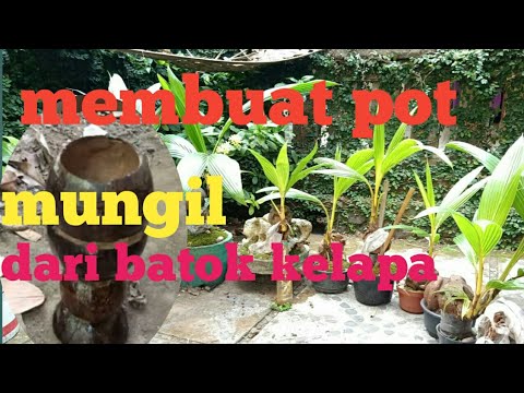 Cara membuat pot  bonsai  kelapa dari batok bekas  how to 