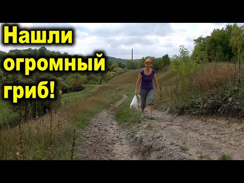 Нашли самый вкусный и самый большой гриб! Головач Гигантский