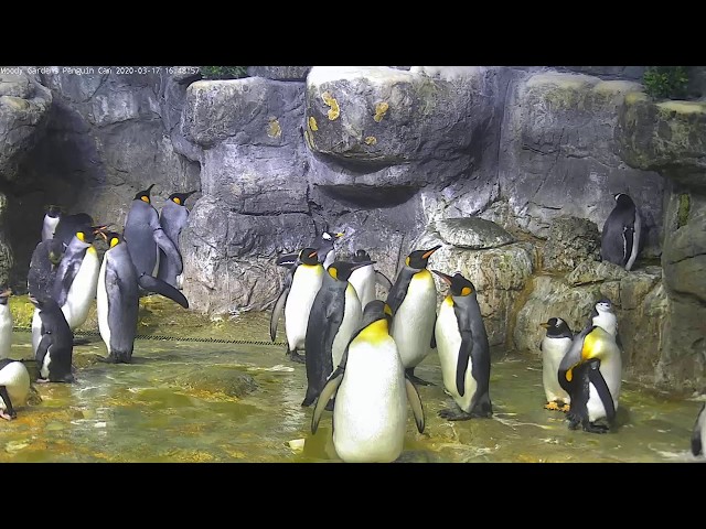 Paradise Park Penguin Webcam