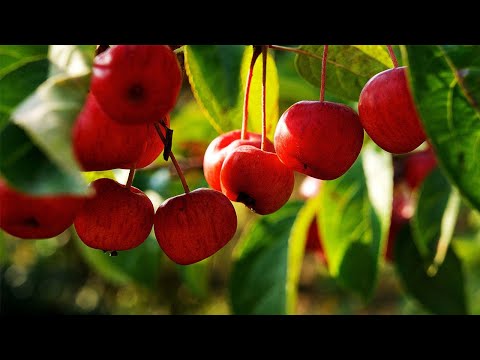 Video: Apple Cherry. Variety Description