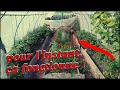 visite des serres à tomates ! ( mon secret de réussite contre mon mildiou )