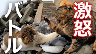 【エサやり】野良猫の世界は厳しすぎるケンカが絶えない結果…