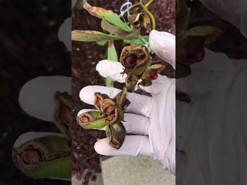 Amazing peony seeds