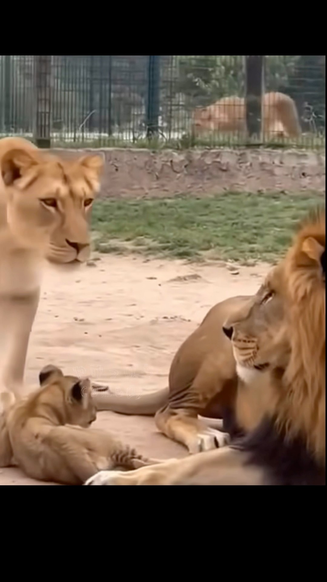 Is this true?] #lion #wildlife #wildlife #parent and child #mother