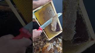 طريقة فرز العسل عن البراويظ