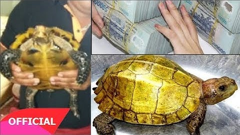 Bắt Được Rùa Vàng Ở Suối Cá Thần Bán Tiền Tỷ Khiến Cả Làng Đổi Đời Sau 1 Đêm
