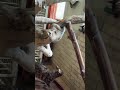 shorts Fighting cats. Бойцовские коты.