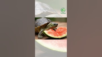 เต่ากินแตงโม 🍉🐢 Turtle Eating Watermelon 🐢🍉 #funnyturtle #turtloop #animation #shorts  #loopvideo