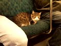 Cute cat sitting on the seat of a train