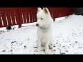 PUPPY'S FIRST TIME SEEING SNOW!