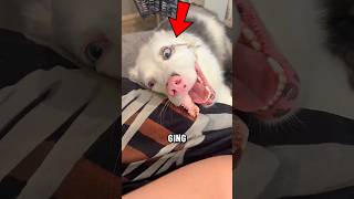 Dieser Hund SCHOCKIERT ALLE😱